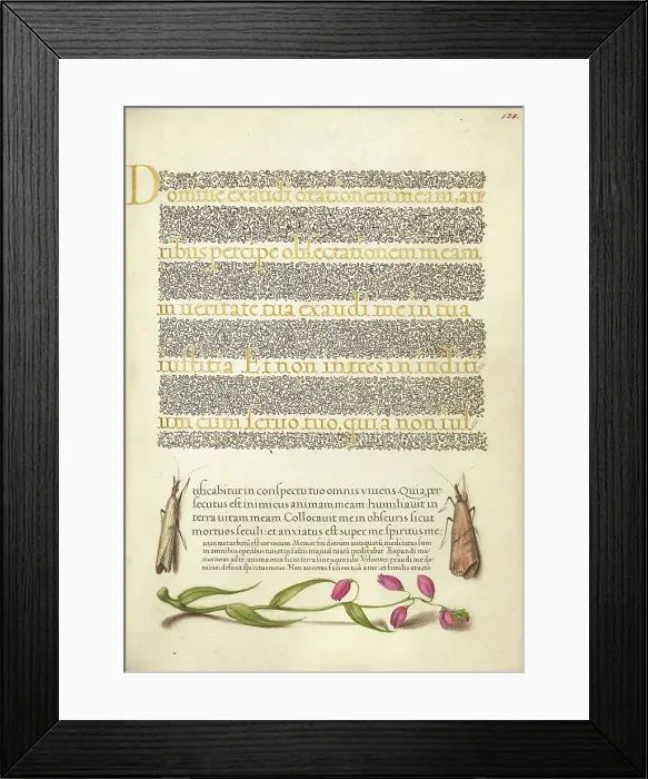 Framed Print : Grass Moths and Milkwort; Mira calligraphiae monumenta, 1561-1562; illumination added 1591-1596. Creator: Joris Hoefnagel Framed Print : Grass Moths and Milkwort; Mira calligraphiae monumenta, 1561-1562; illumination added 1591-1596. Creator: Joris Hoefnagel