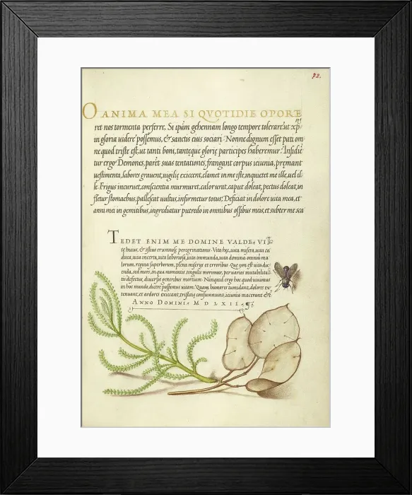 Framed Print : House Fly, Lavender Cotton, and Money Plant, 1561-1562; illumination added 1591-1596. Creator: Joris Hoefnagel Framed Print : House Fly, Lavender Cotton, and Money Plant, 1561-1562; illumination added 1591-1596. Creator: Joris Hoefnagel