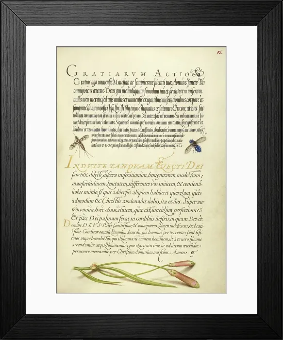 Framed Print : Insects and Carnation; Mira calligraphiae monumenta, 1561-1562; illumination added 1591-1596. Creator: Joris Hoefnagel Framed Print : Insects and Carnation; Mira calligraphiae monumenta, 1561-1562; illumination added 1591-1596. Creator: Joris Hoefnagel