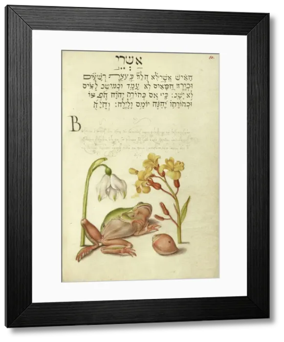 Framed Print : Spring Snowflake, Tree Frog, Wallflower, and Marine Mollusk, 1561-1562; illumination added 1591-1596 Creator: Joris Hoefnagel Framed Print : Spring Snowflake, Tree Frog, Wallflower, and Marine Mollusk, 1561-1562; illumination added 1591-1596 Creator: Joris Hoefnagel
