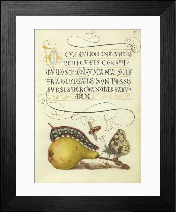 Framed Print : Fly, Caterpillar, Pear, and Centipede;Mira calligraphiae monumenta, 1561-2; illumination added 1591-6 Creator: Joris Hoefnagel Framed Print : Fly, Caterpillar, Pear, and Centipede;Mira calligraphiae monumenta, 1561-2; illumination added 1591-6 Creator: Joris Hoefnagel