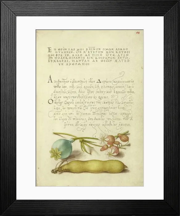Framed Print : Opium Poppy, Bladder Campion, and Broad Bean, 1561-1562; illumination added 1591-1596. Creator: Joris Hoefnagel Framed Print : Opium Poppy, Bladder Campion, and Broad Bean, 1561-1562; illumination added 1591-1596. Creator: Joris Hoefnagel