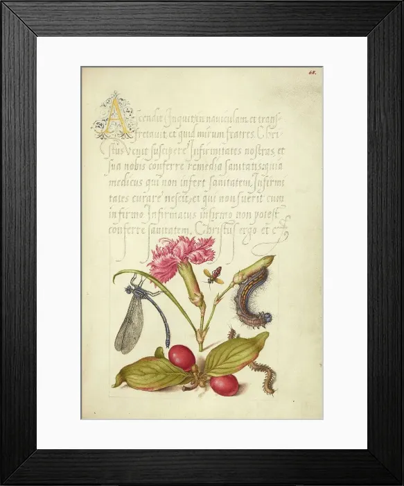 Framed Print : Damselfly, Carnation, Firebug, Caterpillar, Carnelian Cherry, and... 1561-2; illumination 1591-6. Creator: Joris Hoefnagel Framed Print : Damselfly, Carnation, Firebug, Caterpillar, Carnelian Cherry, and... 1561-2; illumination 1591-6. Creator: Joris Hoefnagel