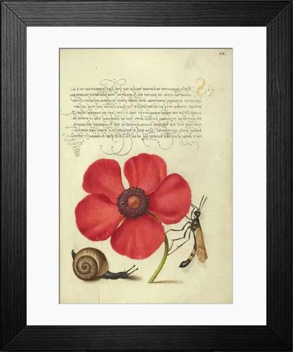 Framed Print : Terrestrial Mollusk, Poppy Anemone, and Crane Fly, 1561-1562; illumination added 1591-1596. Creator: Joris Hoefnagel Framed Print : Terrestrial Mollusk, Poppy Anemone, and Crane Fly, 1561-1562; illumination added 1591-1596. Creator: Joris Hoefnagel
