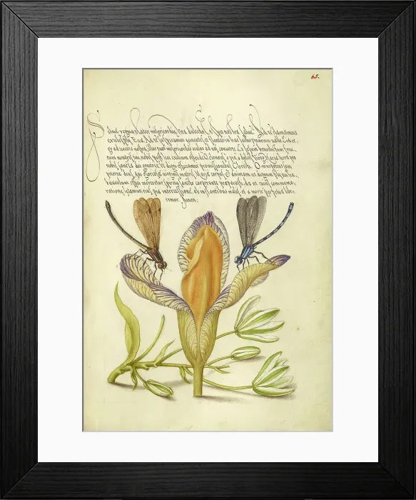 Framed Print : Damselflies, Spanish Iris, and Star-of-Bethlehem, 1561-1562; illumination added 1591-1596. Creator: Joris Hoefnagel Framed Print : Damselflies, Spanish Iris, and Star-of-Bethlehem, 1561-1562; illumination added 1591-1596. Creator: Joris Hoefnagel