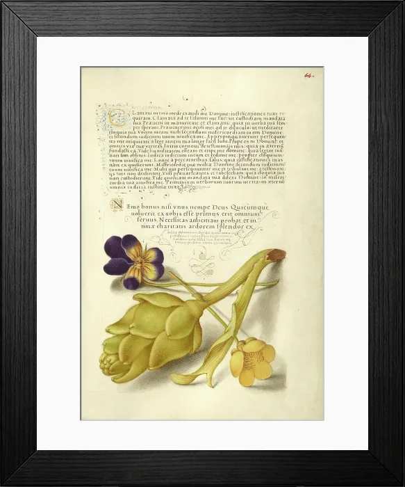 Framed Print : Wild Pansy and Artichoke; Mira calligraphiae monumenta, 1561-1562; illumination added 1591-1596. Creator: Joris Hoefnagel Framed Print : Wild Pansy and Artichoke; Mira calligraphiae monumenta, 1561-1562; illumination added 1591-1596. Creator: Joris Hoefnagel