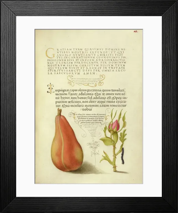 Framed Print : Pear, French Rose, and Caterpillar, 1561-1562; illumination added 1591-1596. Creator: Joris Hoefnagel Framed Print : Pear, French Rose, and Caterpillar, 1561-1562; illumination added 1591-1596. Creator: Joris Hoefnagel