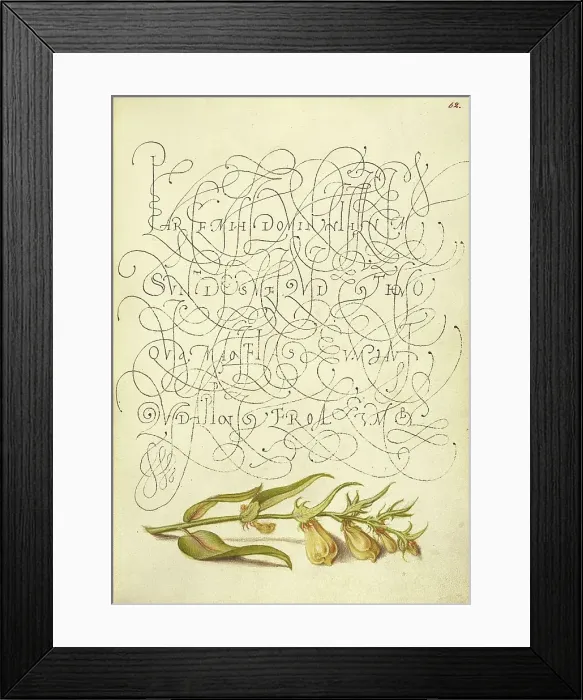 Framed Print : Cow-Wheat; Mira calligraphiae monumenta, 1561-1562; illumination added 1591-1596. Creator: Joris Hoefnagel Framed Print : Cow-Wheat; Mira calligraphiae monumenta, 1561-1562; illumination added 1591-1596. Creator: Joris Hoefnagel