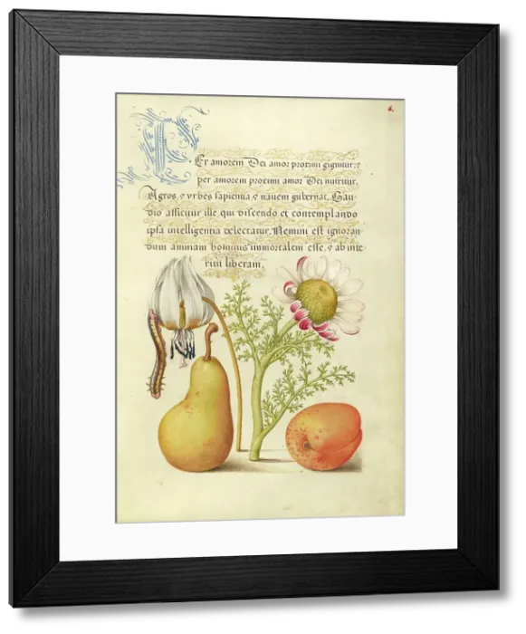 Framed Print : Caterpillar, Dog-Tooth Violet, Pear, and Apricot, 1561-1562; illumination added 1591-1596. Creator: Joris Hoefnagel Framed Print : Caterpillar, Dog-Tooth Violet, Pear, and Apricot, 1561-1562; illumination added 1591-1596. Creator: Joris Hoefnagel