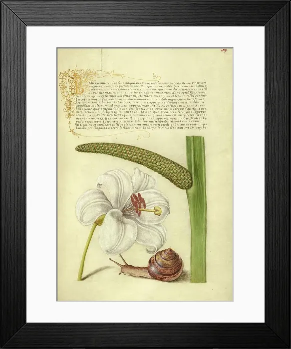 Framed Print : Madonna Lily, Terrestrial Mollusk, and Sweet Flag, 1561-1562; illumination added 1591-1596. Creator: Joris Hoefnagel Framed Print : Madonna Lily, Terrestrial Mollusk, and Sweet Flag, 1561-1562; illumination added 1591-1596. Creator: Joris Hoefnagel