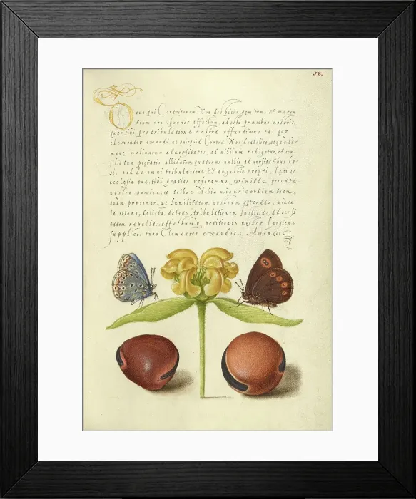 Framed Print : Moths, Jerusalem Sage, and Beans, 1561-1562; illumination added 1591-1596. Creator: Joris Hoefnagel Framed Print : Moths, Jerusalem Sage, and Beans, 1561-1562; illumination added 1591-1596. Creator: Joris Hoefnagel