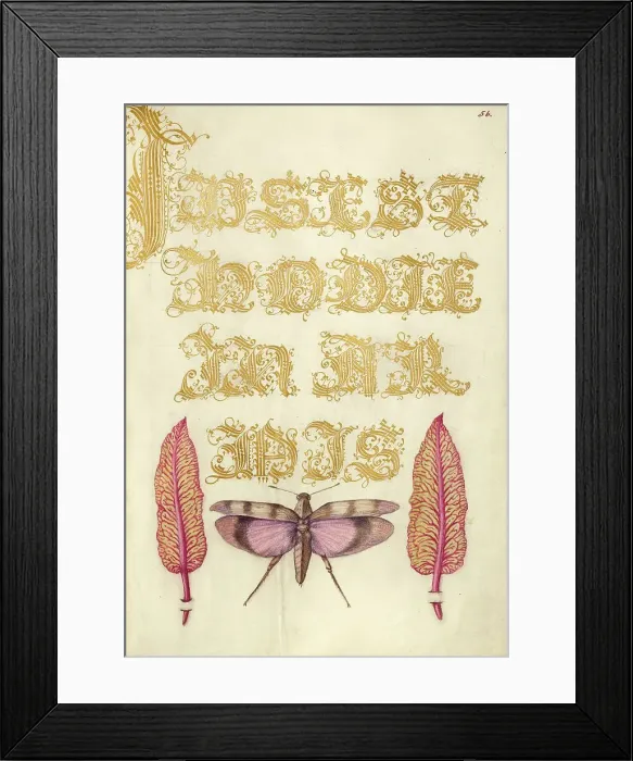 Framed Print : Chard Leaves and Red-Winged Grasshopper, 1561-1562; illumination added 1591-1596. Creator: Joris Hoefnagel Framed Print : Chard Leaves and Red-Winged Grasshopper, 1561-1562; illumination added 1591-1596. Creator: Joris Hoefnagel