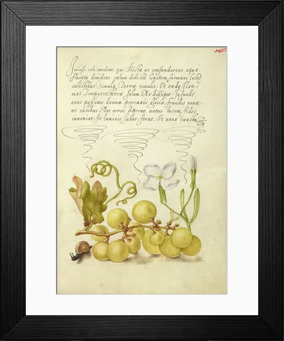 Framed Print : Wine Grape, Gillyflower, and Land Snail, 1561-1562; illumination added 1591-1596. Creator: Joris Hoefnagel Framed Print : Wine Grape, Gillyflower, and Land Snail, 1561-1562; illumination added 1591-1596. Creator: Joris Hoefnagel