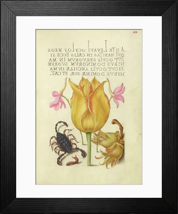 Framed Print : Rocket Larkspurs, Tulip, Scorpion, Millepede, and European Filbert, 1561-2; illumination 1591-6. Creator: Joris Hoefnagel Framed Print : Rocket Larkspurs, Tulip, Scorpion, Millepede, and European Filbert, 1561-2; illumination 1591-6. Creator: Joris Hoefnagel