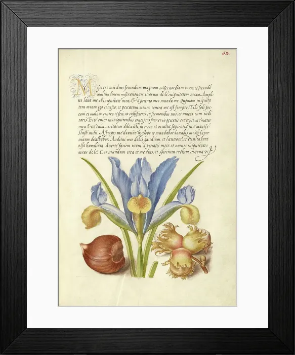 Framed Print : Spanish Chestnut, English Iris, and European Filbert, 1561-1562; illumination added 1591-1596. Creator: Joris Hoefnagel Framed Print : Spanish Chestnut, English Iris, and European Filbert, 1561-1562; illumination added 1591-1596. Creator: Joris Hoefnagel