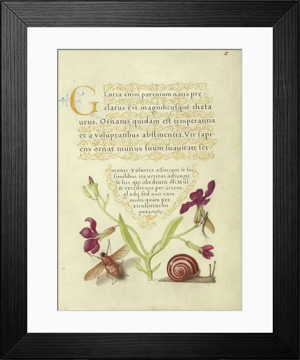 Framed Print : Gillyflower, Mayfly, Fly, and Snail, 1561-1562; illumination added 1591-1596. Creator: Joris Hoefnagel Framed Print : Gillyflower, Mayfly, Fly, and Snail, 1561-1562; illumination added 1591-1596. Creator: Joris Hoefnagel