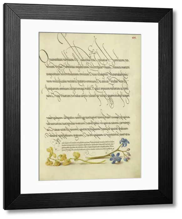 Framed Print : Bladder Senna and Alpine Squill; Mira calligraphiae monumenta, 1561-2; illumination added 1591-6. Creator: Joris Hoefnagel Framed Print : Bladder Senna and Alpine Squill; Mira calligraphiae monumenta, 1561-2; illumination added 1591-6. Creator: Joris Hoefnagel
