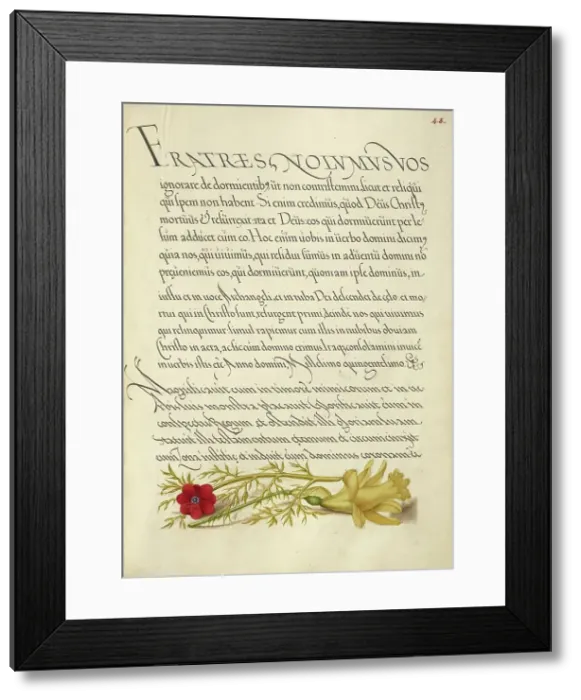 Framed Print : Pheasant's Eye and Buttercup; Mira calligraphiae monumenta, 1561-1562; illumination added 1591-1596. Creator: Joris Hoefnagel Framed Print : Pheasant's Eye and Buttercup; Mira calligraphiae monumenta, 1561-1562; illumination added 1591-1596. Creator: Joris Hoefnagel