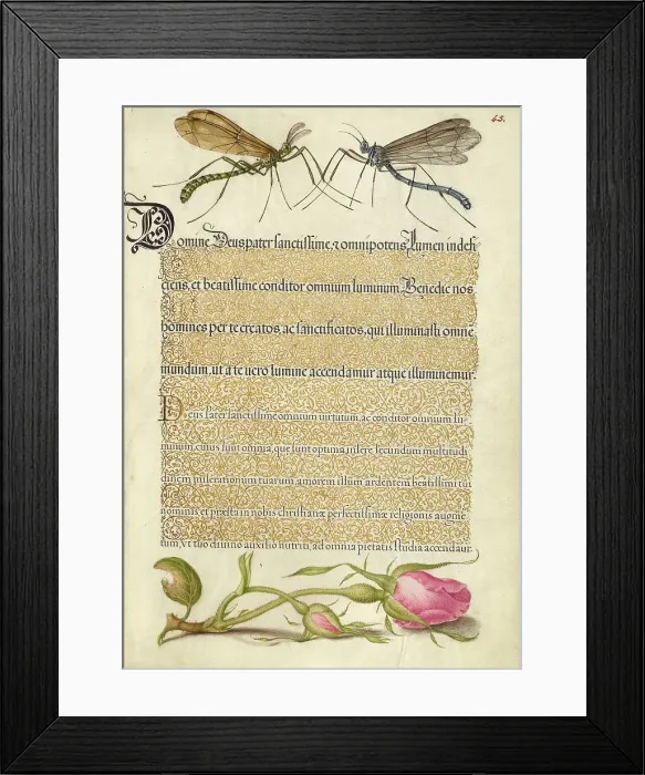 Framed Print : Crested Crane Fly, Insect, and French Rose, 1561-1562; illumination added 1591-1596. Creator: Joris Hoefnagel Framed Print : Crested Crane Fly, Insect, and French Rose, 1561-1562; illumination added 1591-1596. Creator: Joris Hoefnagel