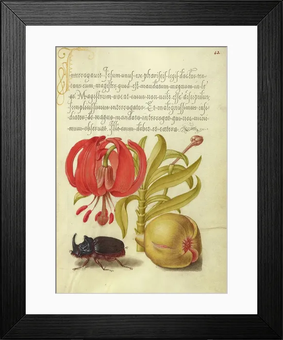 Framed Print : Scarlet Turk's Cap, Rhinoceros Beetle, and Pomegranate, 1561-1562; illumination added 1591-1596. Creator: Joris Hoefnagel Framed Print : Scarlet Turk's Cap, Rhinoceros Beetle, and Pomegranate, 1561-1562; illumination added 1591-1596. Creator: Joris Hoefnagel