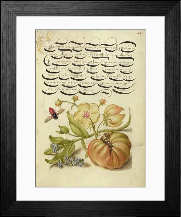 Framed Print : Insect, Moth Mullein, Forget-Me-Not, and Tomato, 1561-1562; illumination added 1591-1596. Creator: Joris Hoefnagel Framed Print : Insect, Moth Mullein, Forget-Me-Not, and Tomato, 1561-1562; illumination added 1591-1596. Creator: Joris Hoefnagel