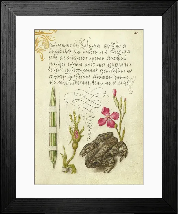 Framed Print : Reed Grass, French Rose, Toad, and Gillyflower, 1561-1562; illumination added 1591-1596. Creator: Joris Hoefnagel
