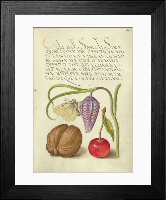 Framed Print : Butterfly, Snakeshead, English Walnut, and Sweet Cherry, 1561-1562; illumination added 1591-1596. Creator: Joris Hoefnagel Framed Print : Butterfly, Snakeshead, English Walnut, and Sweet Cherry, 1561-1562; illumination added 1591-1596. Creator: Joris Hoefnagel