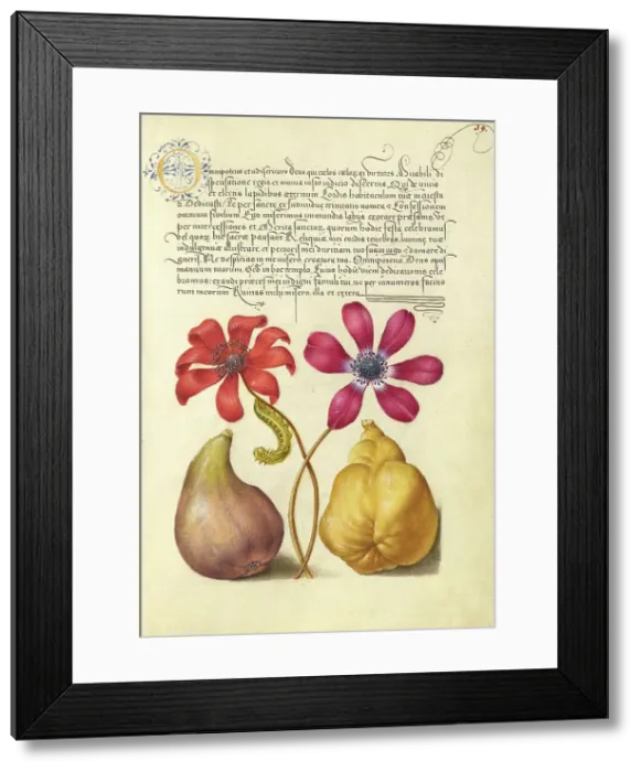 Framed Print : Poppy Anemones, Caterpillar, Fig, and Quince, 1561-1562; illumination added 1591-1596. Creator: Joris Hoefnagel Framed Print : Poppy Anemones, Caterpillar, Fig, and Quince, 1561-1562; illumination added 1591-1596. Creator: Joris Hoefnagel