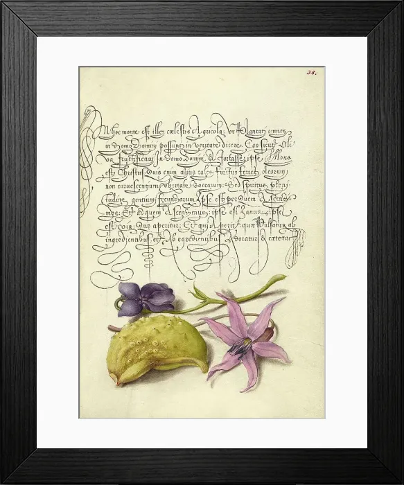 Framed Print : Sweet Violet, Gourd, and Dog-Tooth Violet, 1561-1562; illumination added 1591-1596. Creator: Joris Hoefnagel Framed Print : Sweet Violet, Gourd, and Dog-Tooth Violet, 1561-1562; illumination added 1591-1596. Creator: Joris Hoefnagel