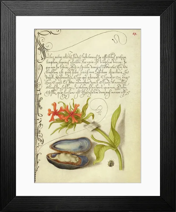 Framed Print : Maltese Cross, Mussel, and Ladybird, 1561-1562; illumination added 1591-1596. Creator: Joris Hoefnagel Framed Print : Maltese Cross, Mussel, and Ladybird, 1561-1562; illumination added 1591-1596. Creator: Joris Hoefnagel