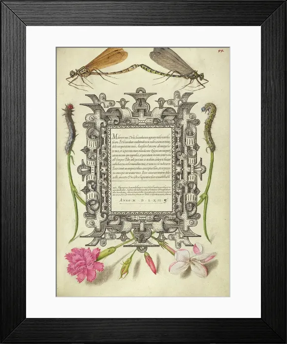 Framed Print : Damselflies, Caterpillars, Carnation, and Poet's Jasmine, 1561-1562; illumination added 1591-1596. Creator: Joris Hoefnagel Framed Print : Damselflies, Caterpillars, Carnation, and Poet's Jasmine, 1561-1562; illumination added 1591-1596. Creator: Joris Hoefnagel