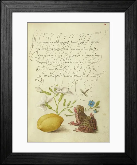 Framed Print : Gillyflower, Insect, Germander, Almond, and Frog, 1561-1562; illumination added 1591-1596. Creator: Joris Hoefnagel Framed Print : Gillyflower, Insect, Germander, Almond, and Frog, 1561-1562; illumination added 1591-1596. Creator: Joris Hoefnagel