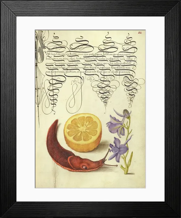 Framed Print : Sour Orange, Terrestrial Mollusk, and Larkspur, 1561-1562; illumination added 1591-1596. Creator: Joris Hoefnagel Framed Print : Sour Orange, Terrestrial Mollusk, and Larkspur, 1561-1562; illumination added 1591-1596. Creator: Joris Hoefnagel