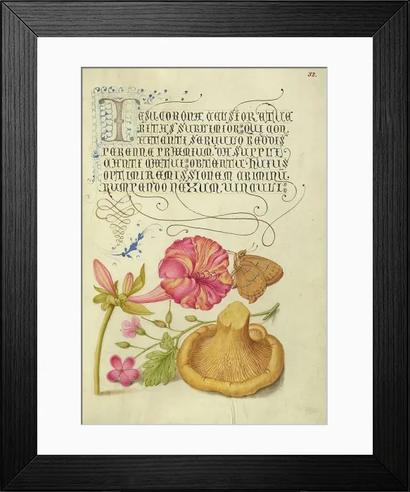 Framed Print : Four-o'Clock, Brown Hairstreak, Herb Robert, and Chanterelle, 1561-1562; illumination added 1591-6. Creator: Joris Hoefnagel Framed Print : Four-o'Clock, Brown Hairstreak, Herb Robert, and Chanterelle, 1561-1562; illumination added 1591-6. Creator: Joris Hoefnagel