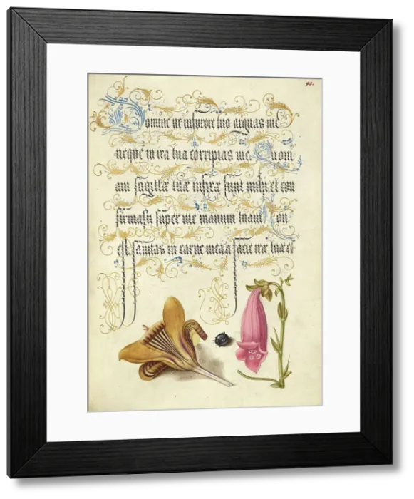 Framed Print : Cloth-of-Gold Crocus, Beetle, and Foxglove, 1561-1562; illumination added 1591-1596. Creator: Joris Hoefnagel Framed Print : Cloth-of-Gold Crocus, Beetle, and Foxglove, 1561-1562; illumination added 1591-1596. Creator: Joris Hoefnagel
