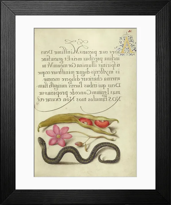 Framed Print : Kidney Bean, Poppy Anemone, and Adder, 1561-1562; illumination added 1591-1596. Creator: Joris Hoefnagel Framed Print : Kidney Bean, Poppy Anemone, and Adder, 1561-1562; illumination added 1591-1596. Creator: Joris Hoefnagel