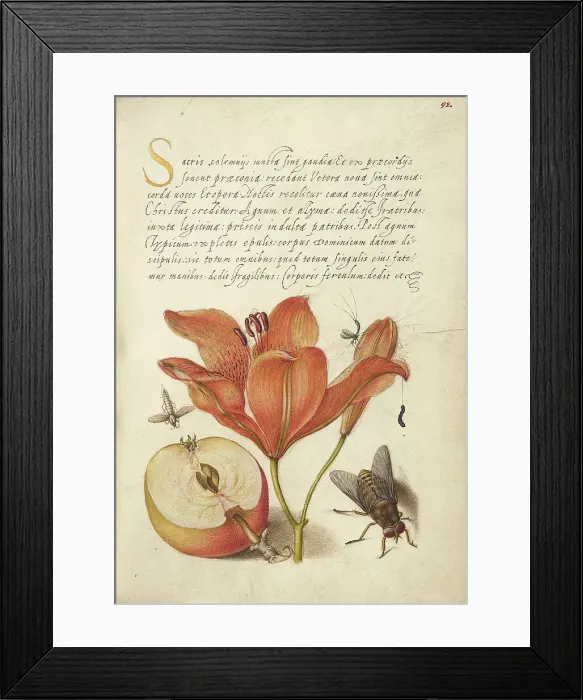 Framed Print : Insects, Orange Lily, Caterpillar, Apple, and Horse Fly, 1561-1562; illumination added 1591-1596. Creator: Joris Hoefnagel Framed Print : Insects, Orange Lily, Caterpillar, Apple, and Horse Fly, 1561-1562; illumination added 1591-1596. Creator: Joris Hoefnagel