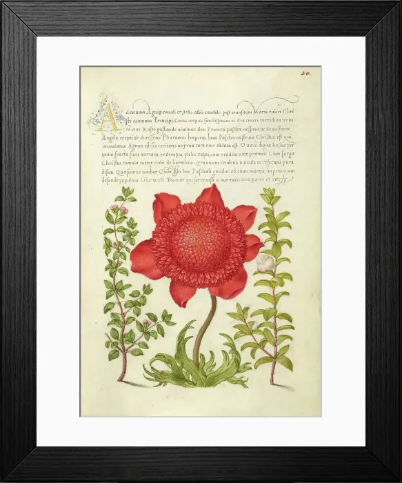 Framed Print : Basil Thyme, Poppy Anemone, and Myrtle, 1561-1562; illumination added 1591-1596. Creator: Joris Hoefnagel Framed Print : Basil Thyme, Poppy Anemone, and Myrtle, 1561-1562; illumination added 1591-1596. Creator: Joris Hoefnagel