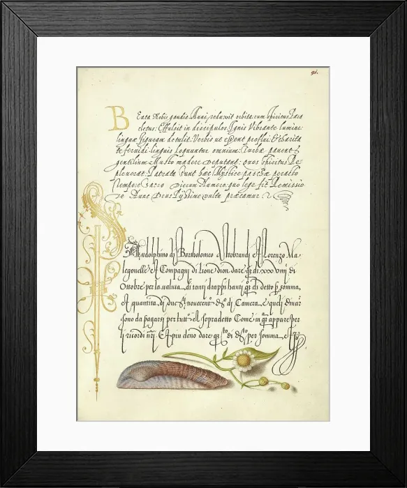 Framed Print : Noah's Ark Shell and Sneezewort, 1561-1562; illumination added 1591-1596. Creator: Joris Hoefnagel Framed Print : Noah's Ark Shell and Sneezewort, 1561-1562; illumination added 1591-1596. Creator: Joris Hoefnagel