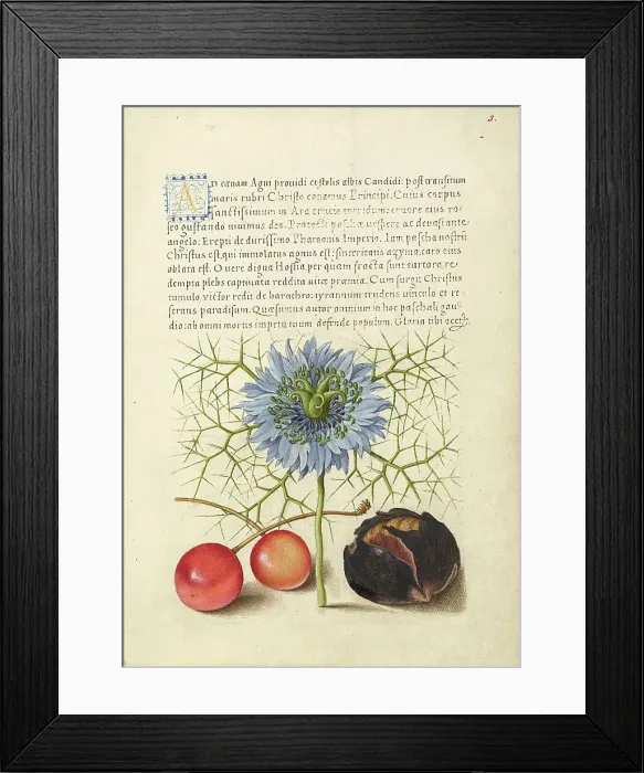 Framed Print : Love-in-a-Mist, Sweet Cherry, and Spanish Chestnut, 1561-1562; illumination added 1591-1596. Creator: Joris Hoefnagel Framed Print : Love-in-a-Mist, Sweet Cherry, and Spanish Chestnut, 1561-1562; illumination added 1591-1596. Creator: Joris Hoefnagel