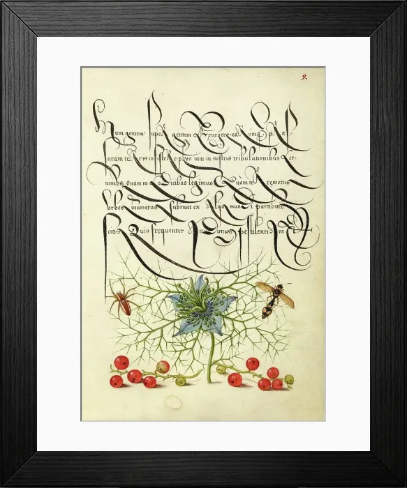 Framed Print : Spider, Love-in-a-Mist, Potter Wasp, and Red Curran, 1561-1562; illumination added 1591-1596. Creator: Joris Hoefnagel Framed Print : Spider, Love-in-a-Mist, Potter Wasp, and Red Curran, 1561-1562; illumination added 1591-1596. Creator: Joris Hoefnagel