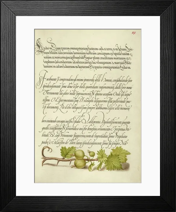 Framed Print : European Currant; Mira calligraphiae monumenta, 1561-1562; illumination added 1591-1596. Creator: Joris Hoefnagel Framed Print : European Currant; Mira calligraphiae monumenta, 1561-1562; illumination added 1591-1596. Creator: Joris Hoefnagel