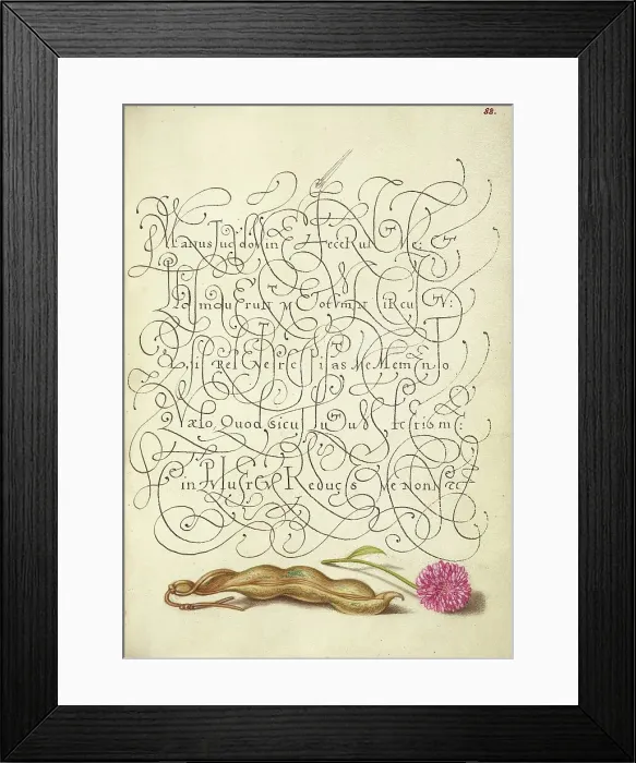 Framed Print : Kidney Bean and English Daisy; Mira calligraphiae monumenta, 1561-1562; illumination added 1591-1596 Creator: Joris Hoefnagel Framed Print : Kidney Bean and English Daisy; Mira calligraphiae monumenta, 1561-1562; illumination added 1591-1596 Creator: Joris Hoefnagel