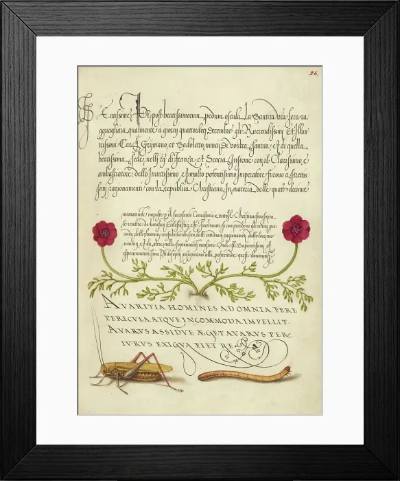 Framed Print : Pheasant's-Eye, Cricket or Grasshopper, and Wireworm, 1561-1562; illumination added 1591-1596. Creator: Joris Hoefnagel Framed Print : Pheasant's-Eye, Cricket or Grasshopper, and Wireworm, 1561-1562; illumination added 1591-1596. Creator: Joris Hoefnagel
