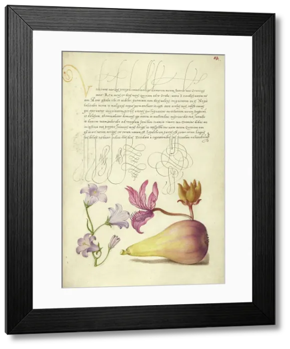Framed Print : Rampion, Dittany, and Pear; Mira calligraphiae monumenta, 1561-1562; illumination added 1591-1596. Creator: Joris Hoefnagel Framed Print : Rampion, Dittany, and Pear; Mira calligraphiae monumenta, 1561-1562; illumination added 1591-1596. Creator: Joris Hoefnagel