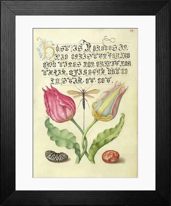 Framed Print : Gesner'sTulip, Ichneumon Fly, Kidney Bean, and Scarlet Runner Bean, 1561-2; illumination 1591-6. Creator: Joris Hoefnagel Framed Print : Gesner'sTulip, Ichneumon Fly, Kidney Bean, and Scarlet Runner Bean, 1561-2; illumination 1591-6. Creator: Joris Hoefnagel
