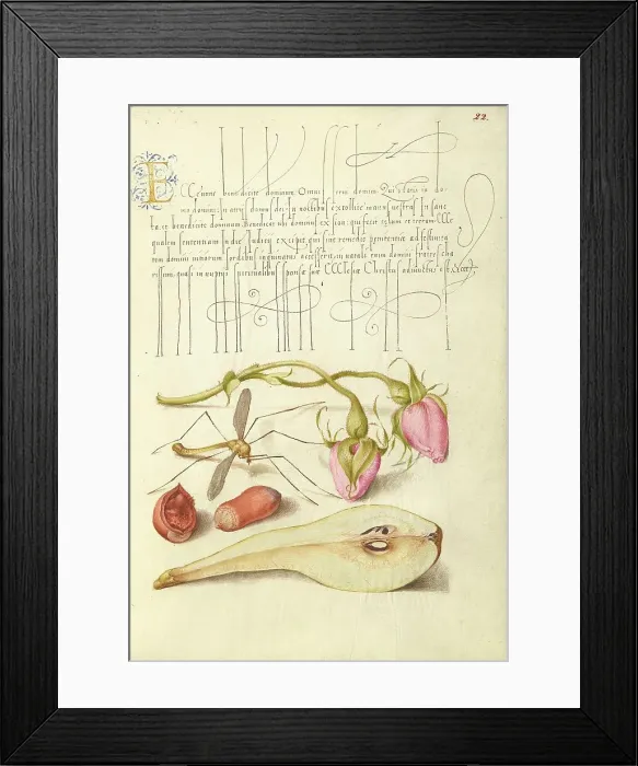Framed Print : French Rose, Crane Fly, European Filbert, and Common Pear, 1561-1562; illumination added 1591-1596. Creator: Joris Hoefnagel Framed Print : French Rose, Crane Fly, European Filbert, and Common Pear, 1561-1562; illumination added 1591-1596. Creator: Joris Hoefnagel