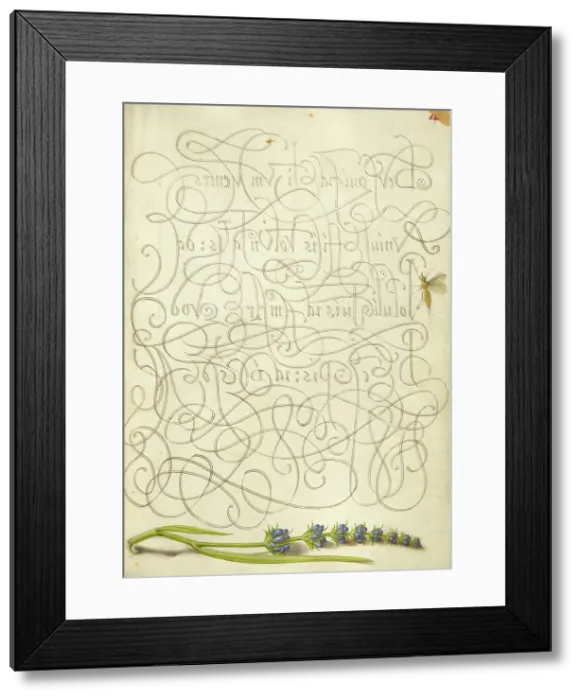 Framed Print : Insect and Hyssop; Mira calligraphiae monumenta, 1561-1562; illumination added 1591-1596. Creator: Joris Hoefnagel Framed Print : Insect and Hyssop; Mira calligraphiae monumenta, 1561-1562; illumination added 1591-1596. Creator: Joris Hoefnagel