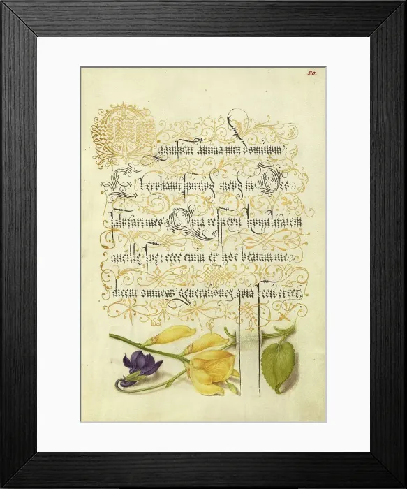 Framed Print : Sweet Violet and Spanish Broom, 1561-1562; illumination added 1591-1596. Creator: Joris Hoefnagel Framed Print : Sweet Violet and Spanish Broom, 1561-1562; illumination added 1591-1596. Creator: Joris Hoefnagel