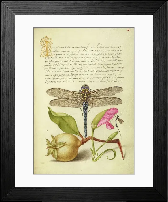 Framed Print : Dragonfly, Pear, Carnation, and Insect, 1561-1562; illumination added 15+E:K1-1596. Creator: Joris Hoefnagel Framed Print : Dragonfly, Pear, Carnation, and Insect, 1561-1562; illumination added 15+E:K1-1596. Creator: Joris Hoefnagel